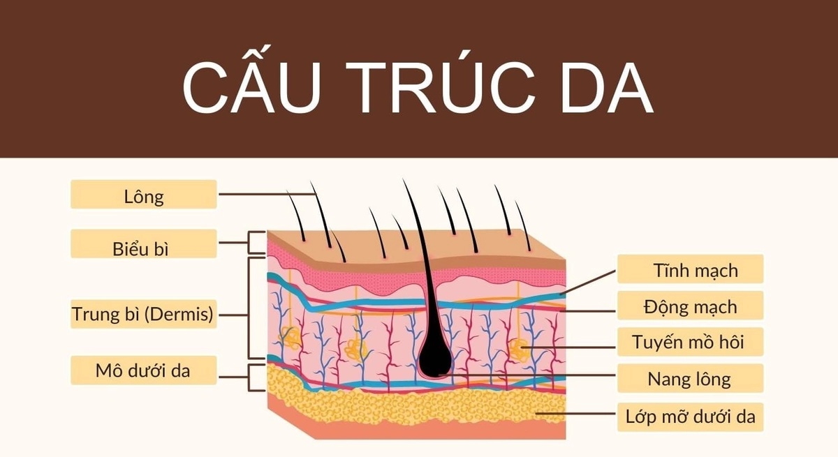 ảnh cắt lớp nệm Dunlopillo chú thích từng tầng